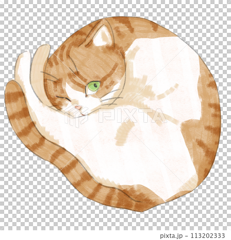 Maru貓（棕虎斑白） 113202333