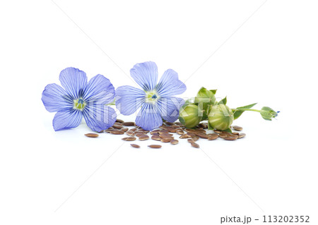 Blue flax blossom and seeds over white background 113202352