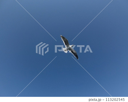 道東の冬、青空を舞うカモメ 道東の冬、青空を舞うカモメ 113202545