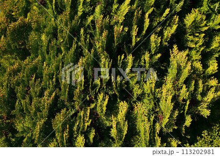 庭木　ガーデニング 113202981