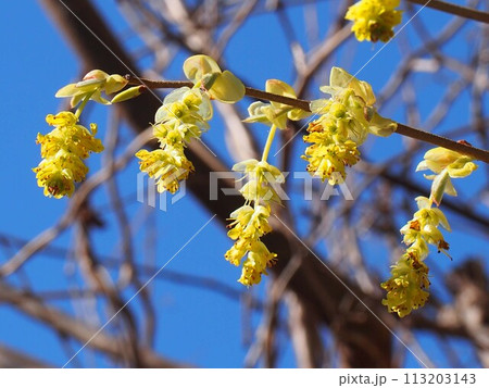 青空とクリームイエローのトサミズキの花（黄色い花をつけた土佐水木の枝） 113203143