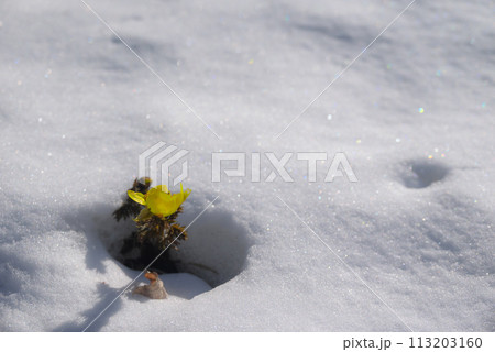 雪の下から咲く福寿草【赤怒田福寿草群生地】 113203160