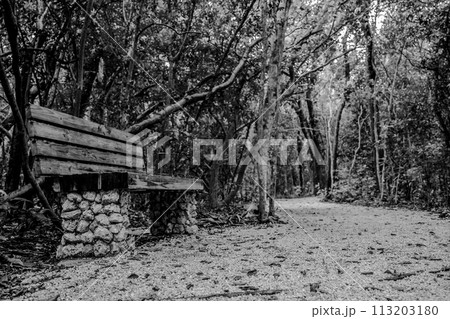 Trail park bench at Windley Key Fossil Reef Geological State Park in Islamorada, Florida Trail park bench at Windley Key Fossil Reef Geological State Park in Islamorada, Florida 113203180
