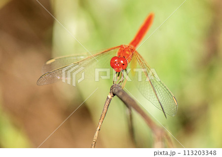 Scarlet Percher Dragonfly 113203348