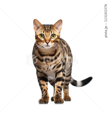 Image of a bengal cat full shape on white background. Mammals. Pet. Animals. 113203376
