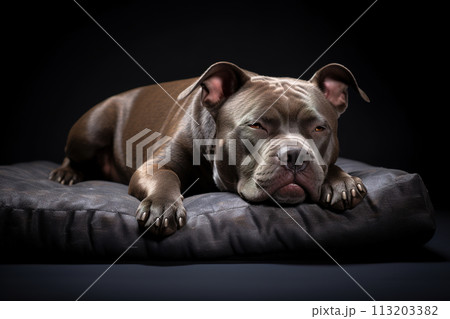 Image of cute american bully dog lying on sleeping cushion. Pet. Animals. Illustration. Generative AI. 113203382