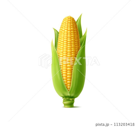 Realistic ripe sweet corn cob. Isolated 3d vector yellow raw maize corncob with juicy kernels and green leaves. Nutritious, ripe, fresh, sugary cylindrical ear of farm plant, filled with rows of seeds Realistic ripe sweet corn cob. Isolated 3d vector yellow raw maize corncob with juicy kernels and green leaves. Nutritious, ripe, fresh, sugary cylindrical ear of farm plant, filled with rows of seeds 113203418