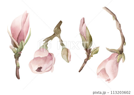 Sprigs of magnolia with leaves. Light pink magnolia buds. Floral watercolor illustration hand painted isolated on white background. Spring blossom for print, label or cosmetic packaging. Excellent in  113203602