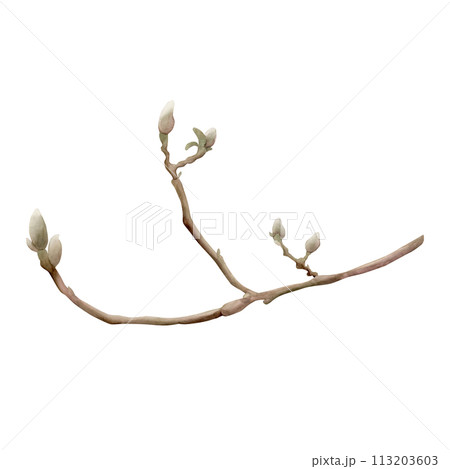 Sprig of magnolia. Spring branch with buds. Floral watercolor illustration hand painted isolated on white background for print, label or cosmetic packaging. Excellent in home decor. 113203603
