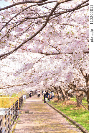 桜、サクラ、さくら 桜、サクラ、さくら 113203815