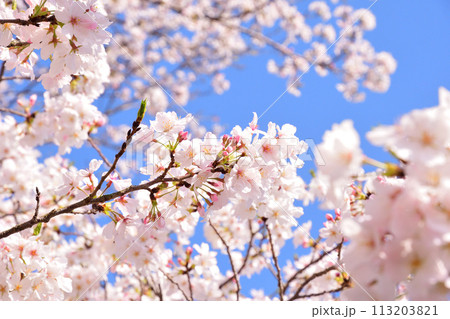 桜、サクラ、さくら 桜、サクラ、さくら 113203821