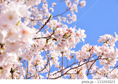 桜、サクラ、さくら 113203823