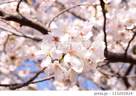 桜、サクラ、さくら 113203824