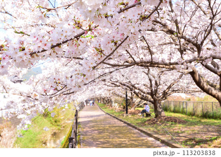 桜、サクラ、さくら 113203838