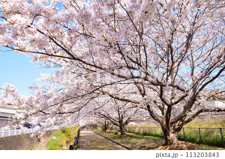 桜、サクラ、さくら 桜、サクラ、さくら 113203843