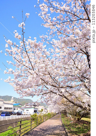 桜、サクラ、さくら 113203846