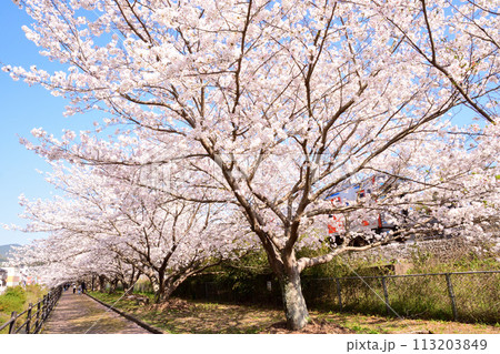 桜、サクラ、さくら 113203849