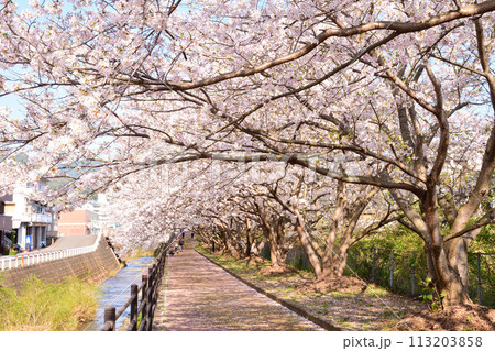 桜、サクラ、さくら 桜、サクラ、さくら 113203858