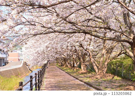 桜、サクラ、さくら 桜、サクラ、さくら 113203862