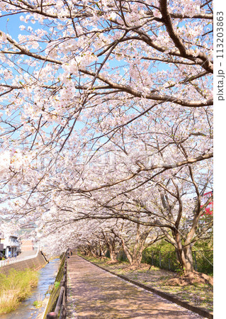 桜、サクラ、さくら 113203863