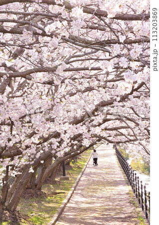 桜、サクラ、さくら 113203869