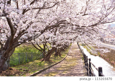 桜、サクラ、さくら 113203870