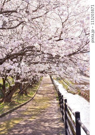 桜、サクラ、さくら 113203871