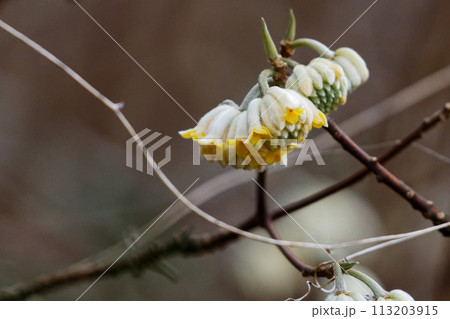 ジンチョウゲ科の落葉低木　ミツマタの開花 113203915