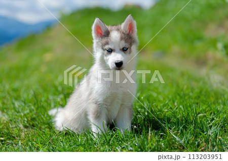Husky puppy sitting on top of lush green field 113203951