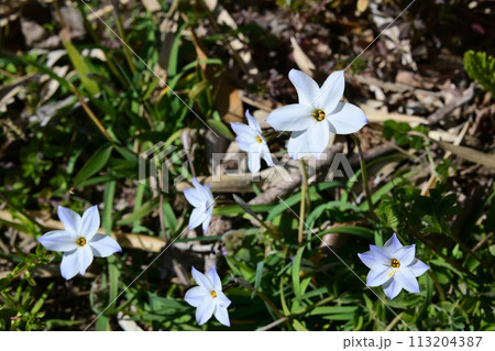 ハナニラ 113204387