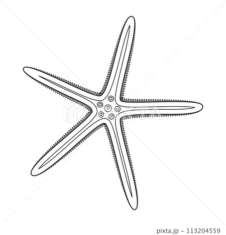 Starfish Black and white. Art therapy Coloring page Starfish Black and white. Art therapy Coloring page 113204559