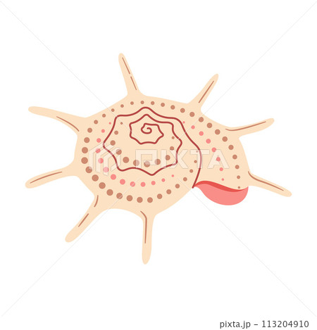 Yoka Star Turban Seashell Hand drawn. Cartoon style flat illustration isolated on white background. Yoka Star Turban Seashell Hand drawn. Cartoon style flat illustration isolated on white background. 113204910
