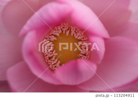 大賀ハス 113204911