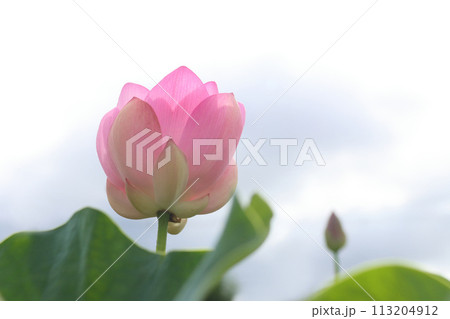 大賀ハス 大賀ハス 113204912