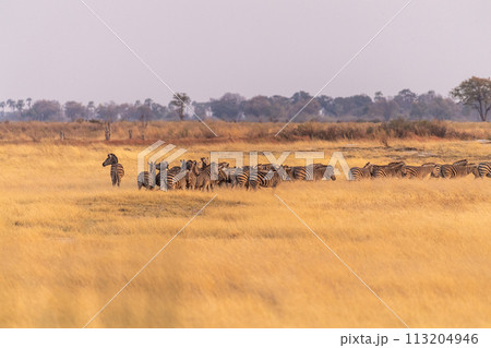 A herd of Zebras roaming the Okavango Delta A herd of Zebras roaming the Okavango Delta 113204946