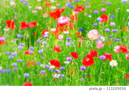 鮮やかなシャーレーポピーとヤグルマギクの群生 113205038
