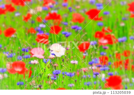 鮮やかなシャーレーポピーとヤグルマギクの群生 鮮やかなシャーレーポピーとヤグルマギクの群生 113205039