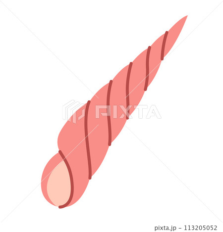Seashell Hand drawn. Cartoon style flat illustration seashell isolated on white background. Seashell Hand drawn. Cartoon style flat illustration seashell isolated on white background. 113205052