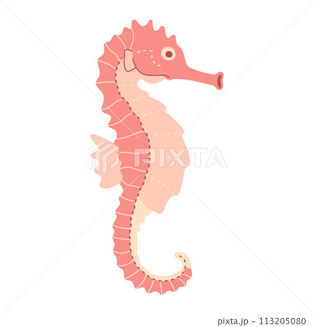 Pink seahorse. Sea hippocampus flat illustration isolated on white background Pink seahorse. Sea hippocampus flat illustration isolated on white background 113205080