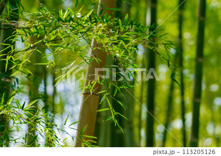 冬の孟宗竹林 冬の孟宗竹林 113205126