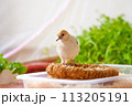 ウスユキバト（ダイヤモンドダヴ・薄雪鳩）のヒナ 113205191