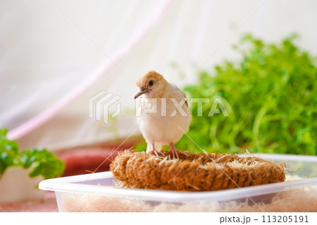 ウスユキバト(ダイヤモンドダヴ・薄雪鳩)のヒナ ウスユキバト(ダイヤモンドダヴ・薄雪鳩)のヒナ 113205191