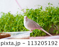 ウスユキバト（ダイヤモンドダヴ・薄雪鳩）オスの成長＿シルバーホワイト01 113205192