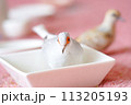 ウスユキバト（ダイヤモンドダヴ・薄雪鳩）オスの成長＿シルバーホワイト 113205193