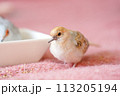 ウスユキバト（ダイヤモンドダヴ・薄雪鳩）のヒナ02 113205194