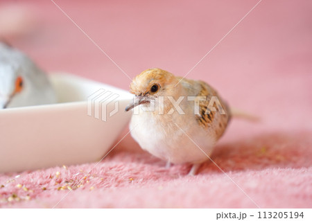 ウスユキバト(ダイヤモンドダヴ・薄雪鳩)のヒナ02 ウスユキバト(ダイヤモンドダヴ・薄雪鳩)のヒナ02 113205194