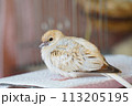 ウスユキバト（ダイヤモンドダヴ・薄雪鳩）のヒナ03 113205195