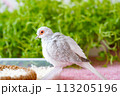 ウスユキバト（ダイヤモンドダヴ・薄雪鳩）オスの成長シルバーホワイト 113205196