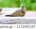 ウスユキバト（ダイヤモンドダヴ・薄雪鳩）のヒナ04 113205197