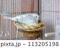 抱卵中のウスユキバト（ダイヤモンドダヴ・薄雪鳩）メス 113205198